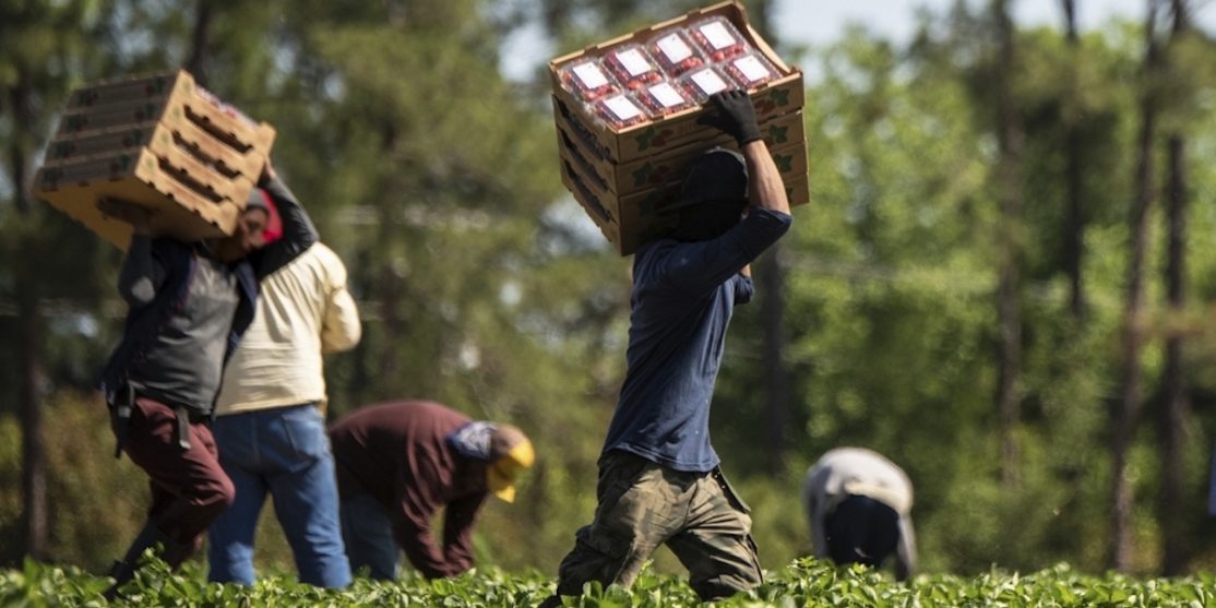 Farmworkers pick strawberries at Lewis Taylor Farms, which is co-owned by William L. Brim and Edward Walker who have large scale cotton, peanut, vegetable and greenhouse operations in Fort Valley, GA, on May 7, 2019.More: Mr. Brim talks about the immigration and disaster relief challenges following Hurricane Michael. USDA helped this farm with the Farm Service Agency (FSA) Emergency Conservation Program (ECP) for structural damage cleanup. He also mentions the importance of having Secretary Sonny Perdue, a person with agricultural background, come visit and listen to 75 producers six months ago, in southern Georgia.<br /><br />The farm’s operation includes bell peppers, cucumbers, eggplant, squash, strawberries, tomatoes, cantaloupe, watermelon and a variety of specialty peppers on 6,500 acres; and cotton and peanuts on 1,000 acres. Near the greenhouses is a circular crop of long-leaf pines seedlings under a pivot irrigation system equipped with micro sprinklers. Long-leaf pines are an indigenous tree in the Southeast. Growers are working to increase the number of this slower growing hearty hardwood tree in this region.<br /><br />USDA Photo by Lance Cheung. Original public domain image from <a href=